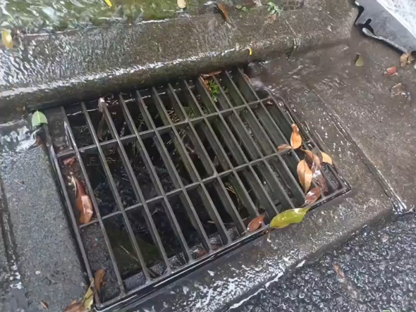 絶滅危惧種のマツバランを東京都で理科教員が発見