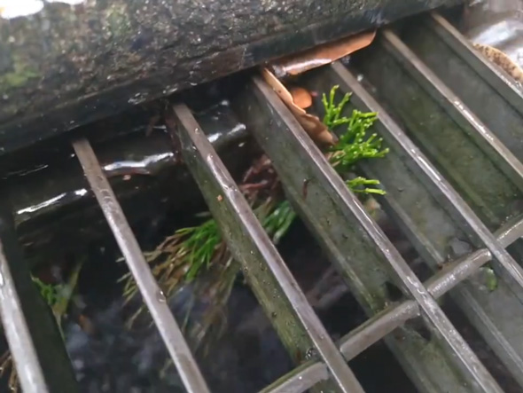 絶滅危惧種のマツバランを東京都で理科教員が発見