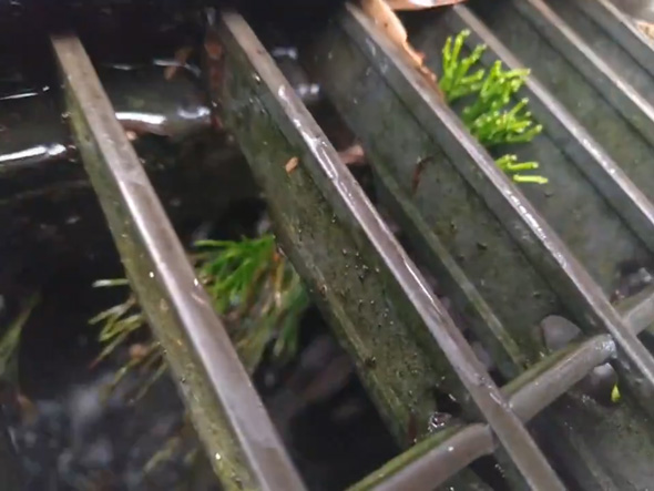 絶滅危惧種のマツバランを東京都で理科教員が発見