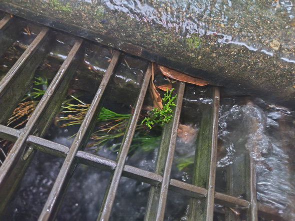 絶滅危惧種のマツバランを東京都で理科教員が発見