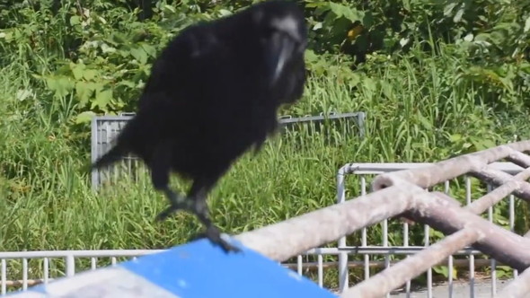 話しかけてくるカラス