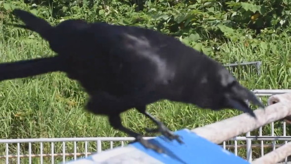 話しかけてくるカラス