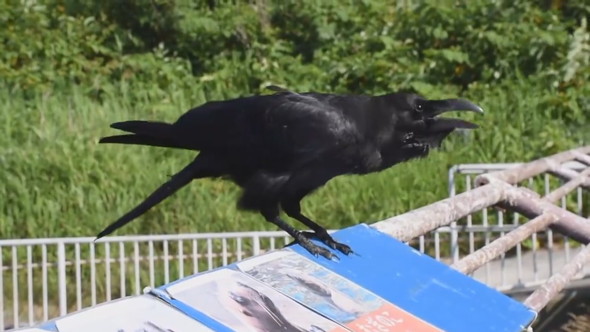 話しかけてくるカラス