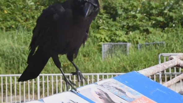 話しかけてくるカラス