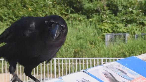 話しかけてくるカラス