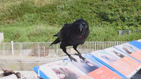 話しかけてくるカラス