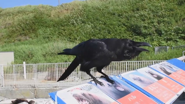 話しかけてくるカラス