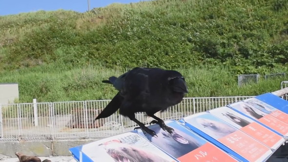 話しかけてくるカラス