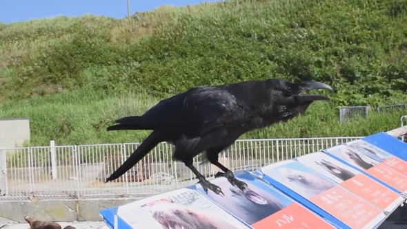 話しかけてくるカラス