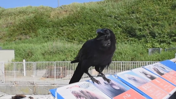 話しかけてくるカラス