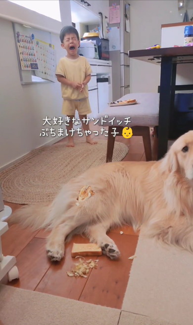 ゴールデンと男の子