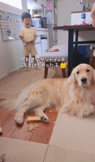 ゴールデンと男の子