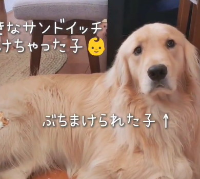 ゴールデンと男の子