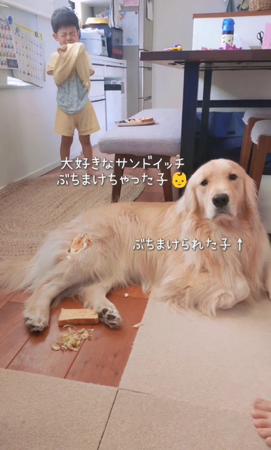 ゴールデンと男の子