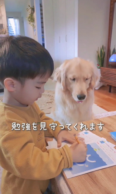 ゴールデンと男の子