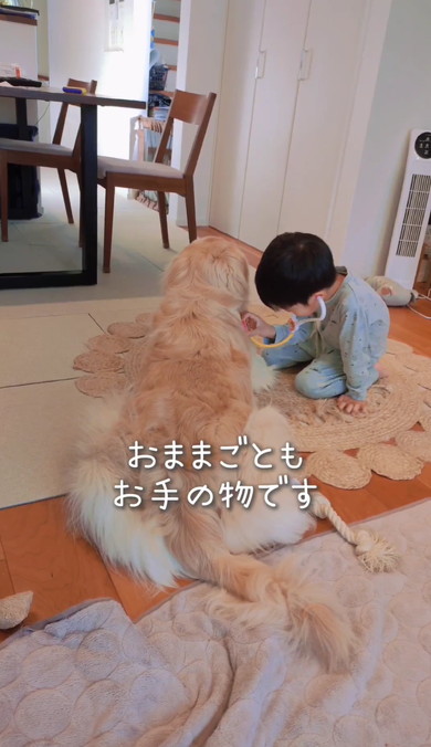 ゴールデンと男の子