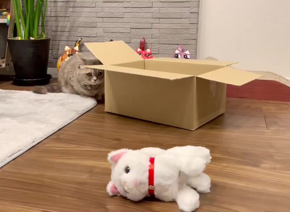 ビックリしている猫