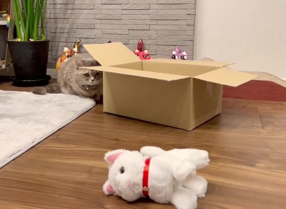 視線を外さない猫