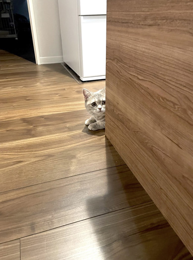 インターホンに怖がる猫