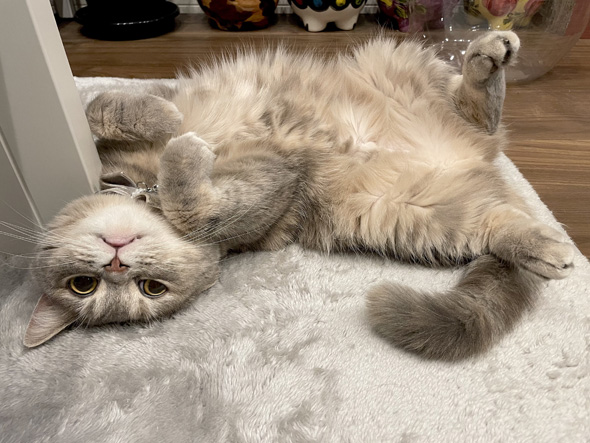 えらそうにしている猫