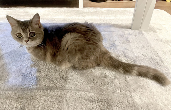 おやつを隠している猫