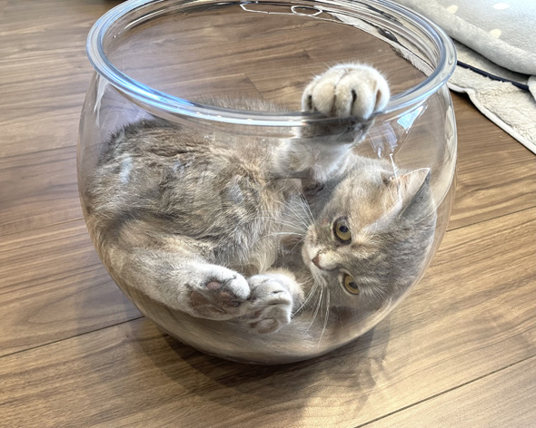 液体になれなかった猫