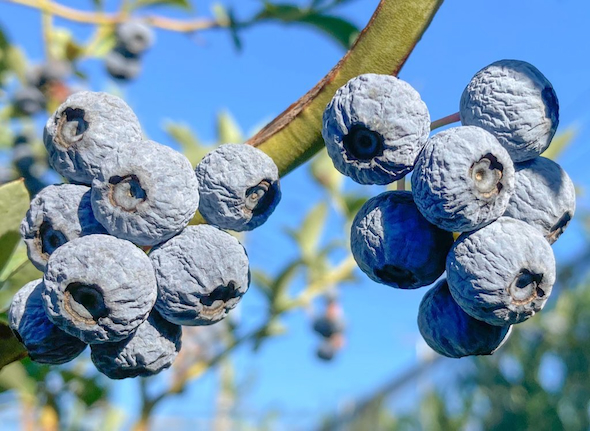 シワシワのブルーベリー