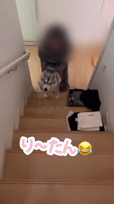 2階を見上げるワンコ