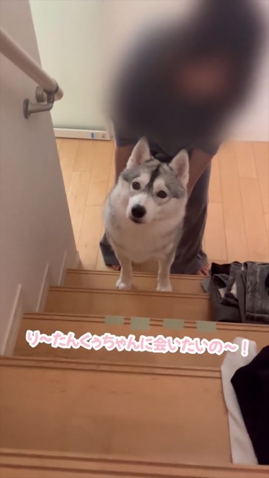 2階を見上げるワンコ