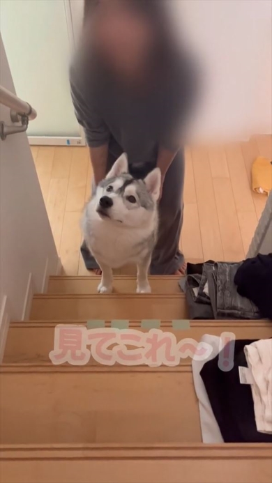 2階を見上げるワンコ