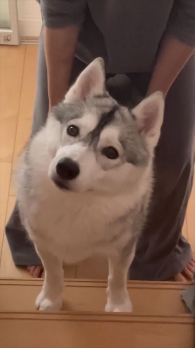 2階を見上げるワンコ