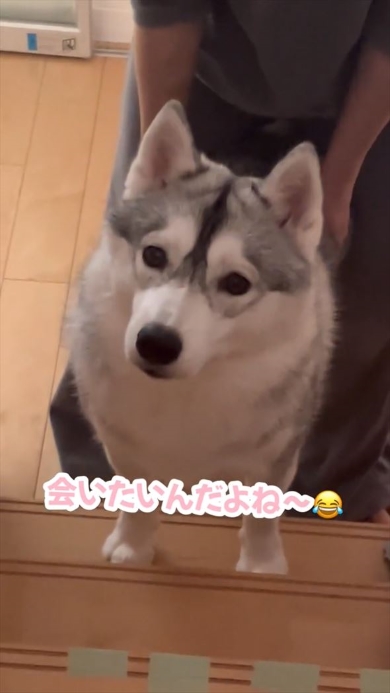 2階を見上げるワンコ