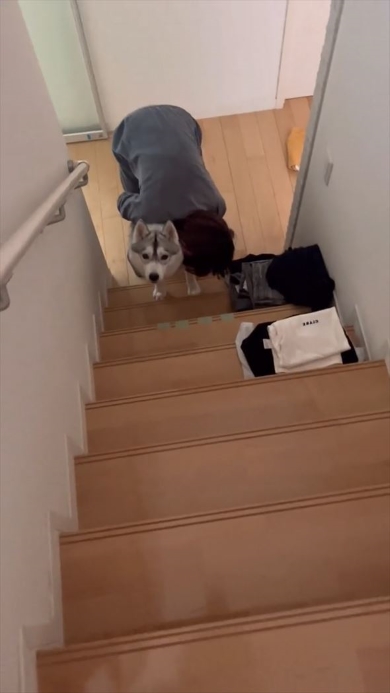 2階を見上げるワンコ