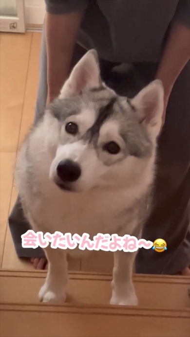 2階を見上げるワンコ