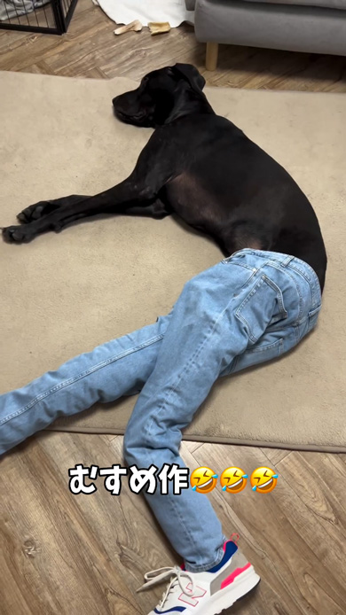 娘 いたずら 脚長 ワンコ 愛犬 ズボン 美脚