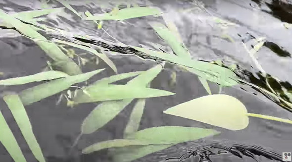 コイ養殖場に潜む神々しい生き物