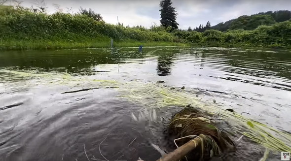 コイ養殖場に潜む神々しい生き物