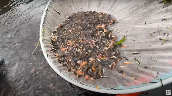 コイ養殖場に潜む神々しい生き物