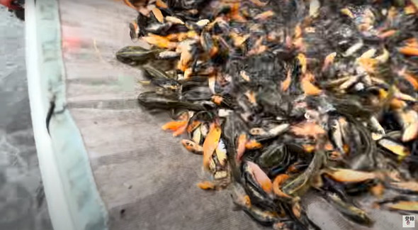 コイ養殖場に潜む神々しい生き物