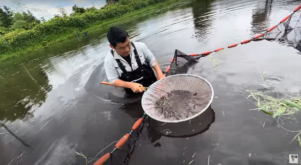 コイ養殖場に潜む神々しい生き物