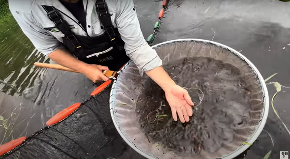 コイ養殖場に潜む神々しい生き物