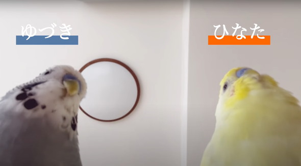 普通に会話ができるインコ