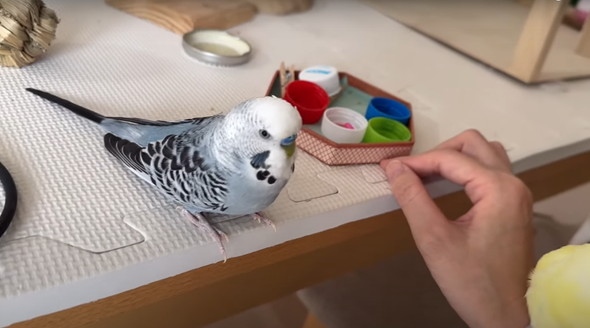 普通に会話ができるインコ