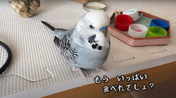 普通に会話ができるインコ