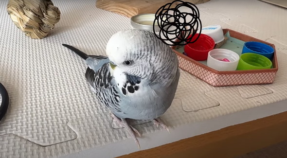普通に会話ができるインコ