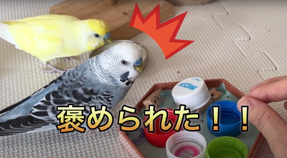 普通に会話ができるインコ
