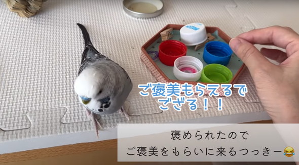 普通に会話ができるインコ