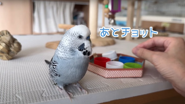 普通に会話ができるインコ