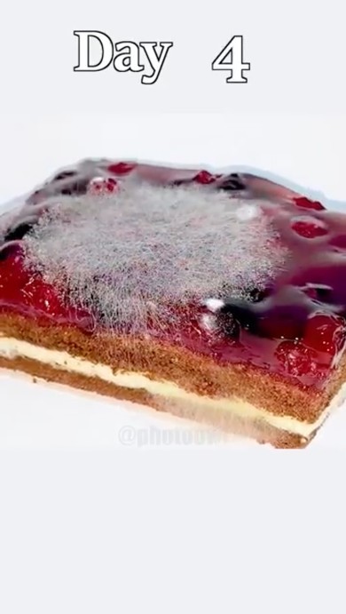 ケーキ放置タイムラプス02