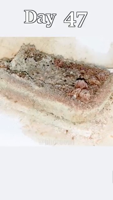 ケーキ放置タイムラプス03